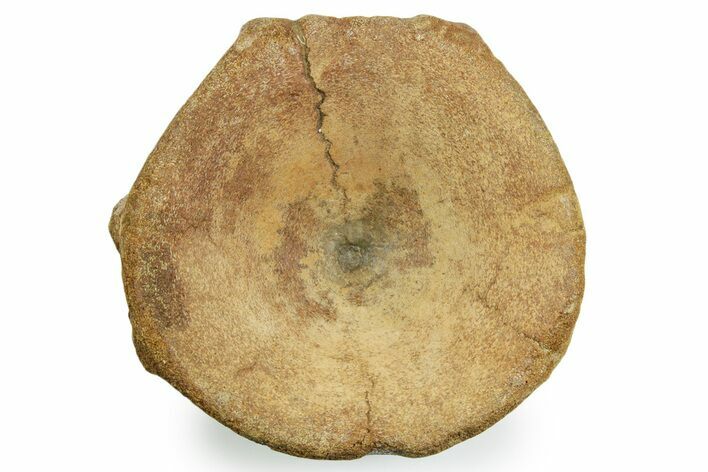 Fossil Ichthyosaur (Brachypterygius) Vertebra - England #354091